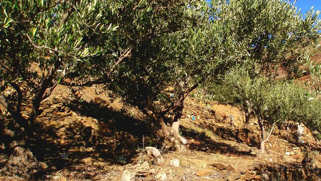 les Oliveraies de la Baillaury 0