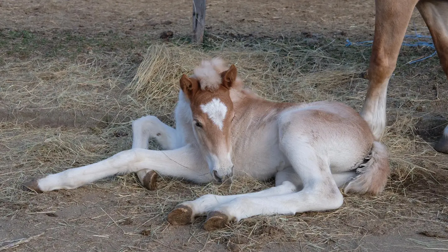 lescrinieresblondes1