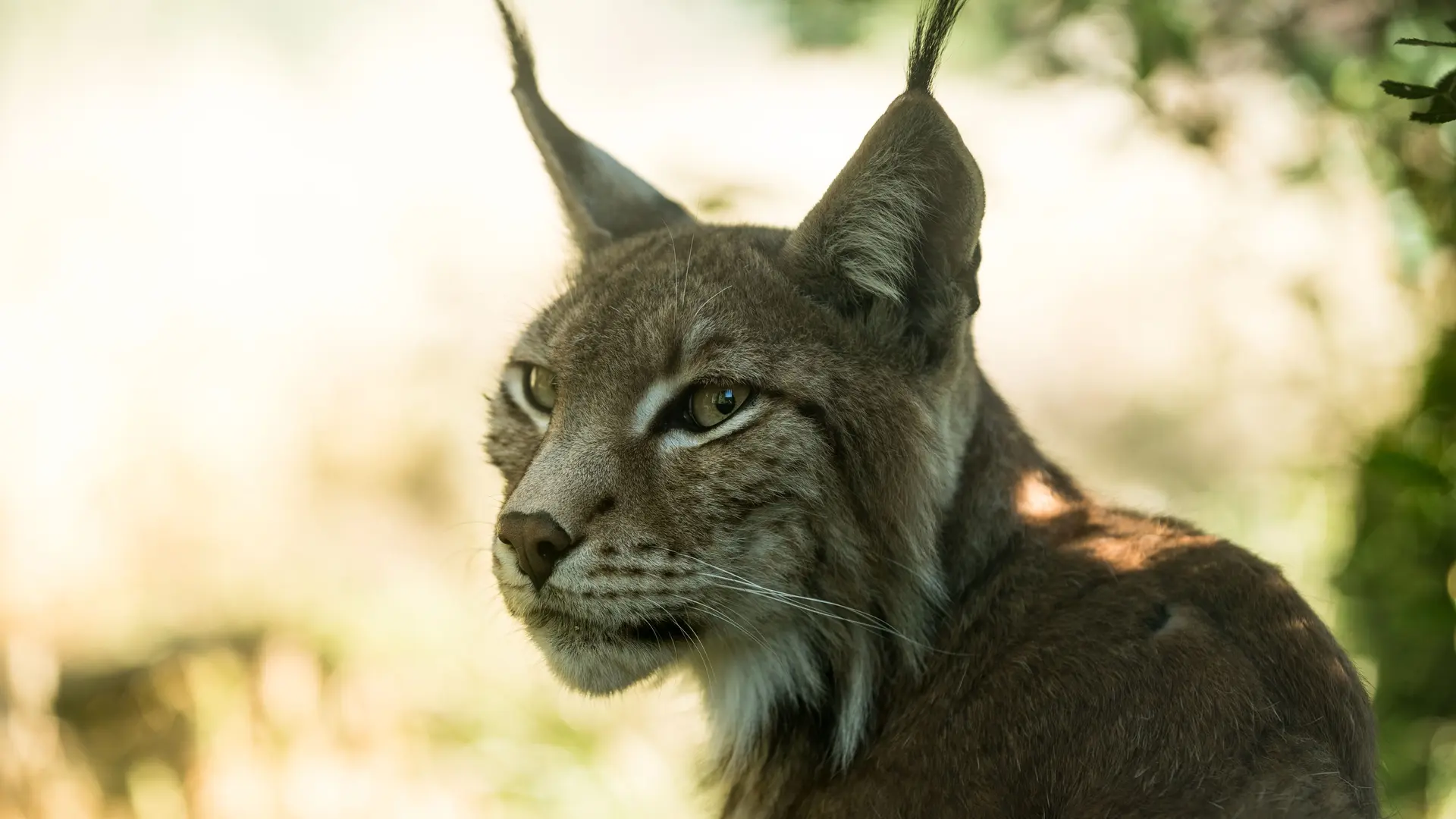 lynx