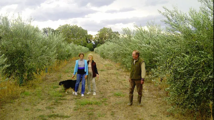 mas-d'en-fabre-oliveraie-ille-sur-tet-web