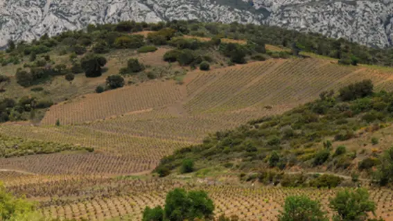 maury_vignes_et_chateau_de_queribus