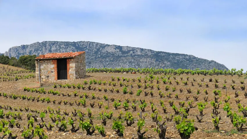 maury_casot_dans_les_vignes_2