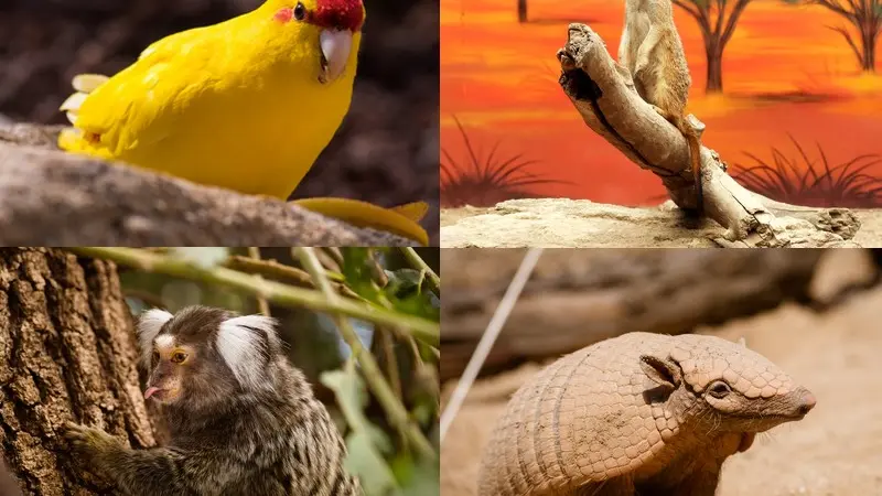 Les animaux sauvages