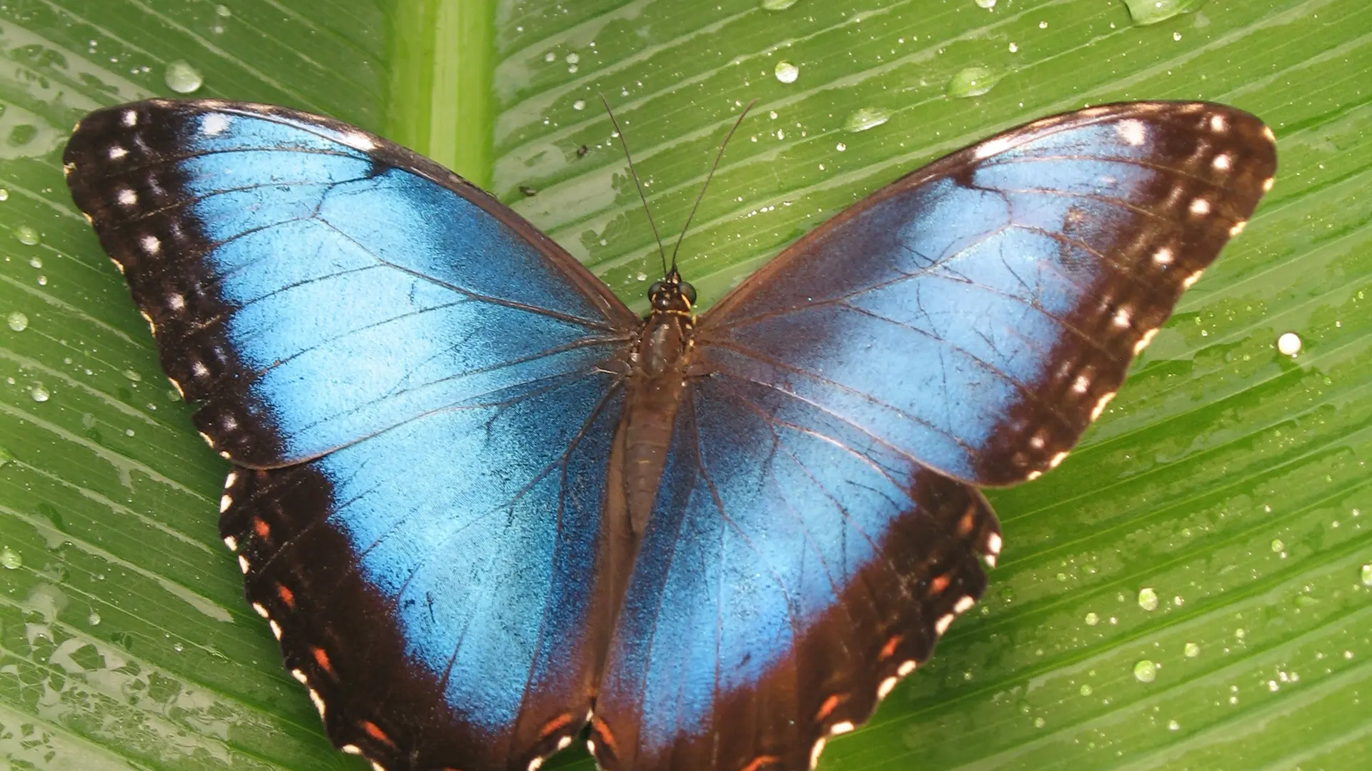 morpho argeles sur mer