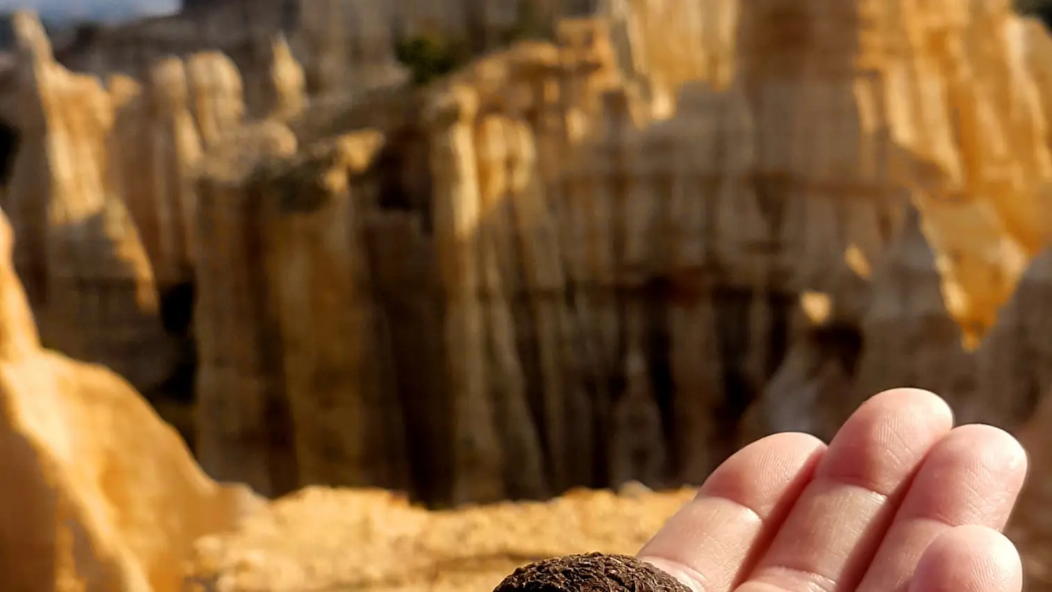 naturailes-66-main-truffe-web