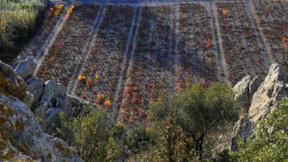 planezes_vignes_depuis_le_haut_du_village