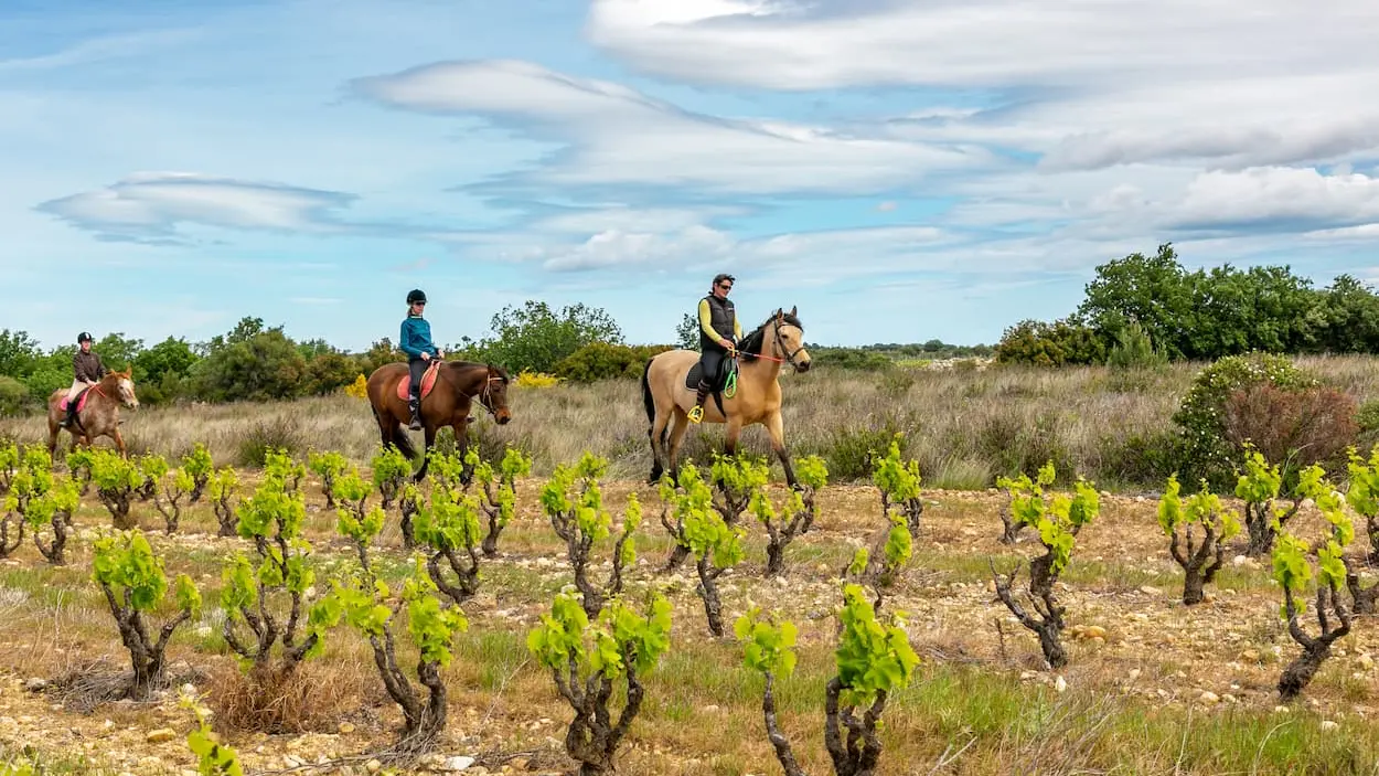 promenade-bord-vigne-equitet-rando-corneilla-la-riviere-web