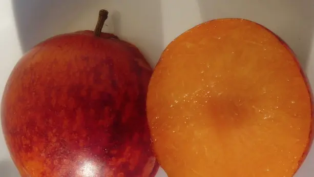 Aspres Fourques EARL AMETHYSTE