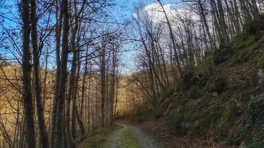 Piste forestière de Serralongue à Falgos_4