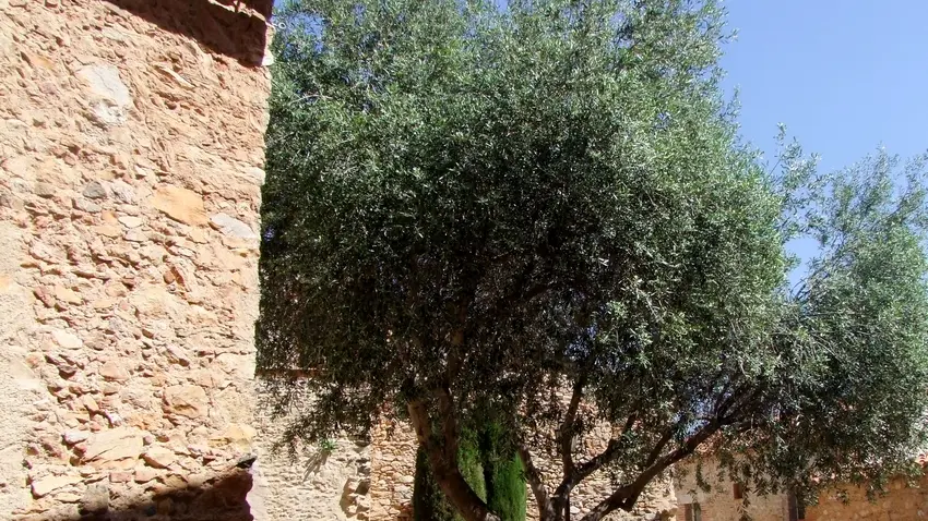 L'olivier près de la cellera_2