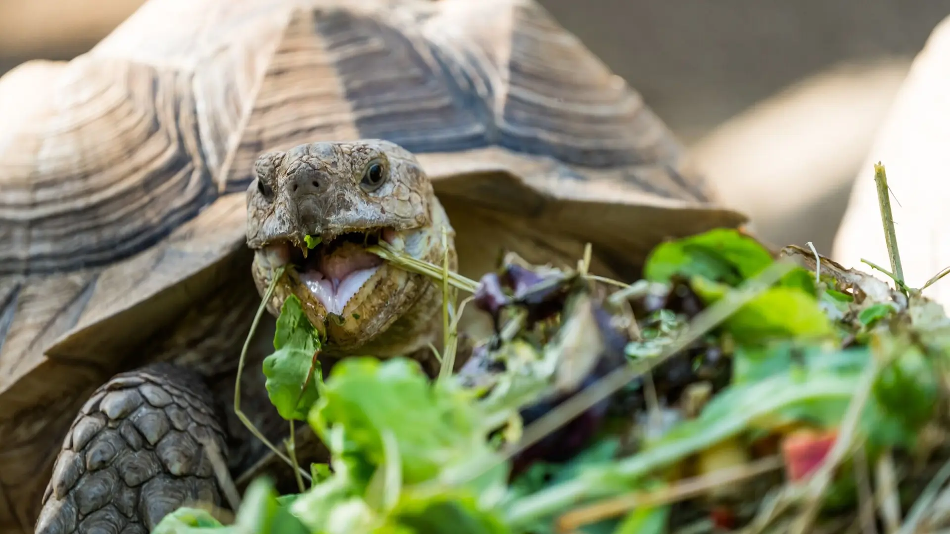 Nourrisage des tortues