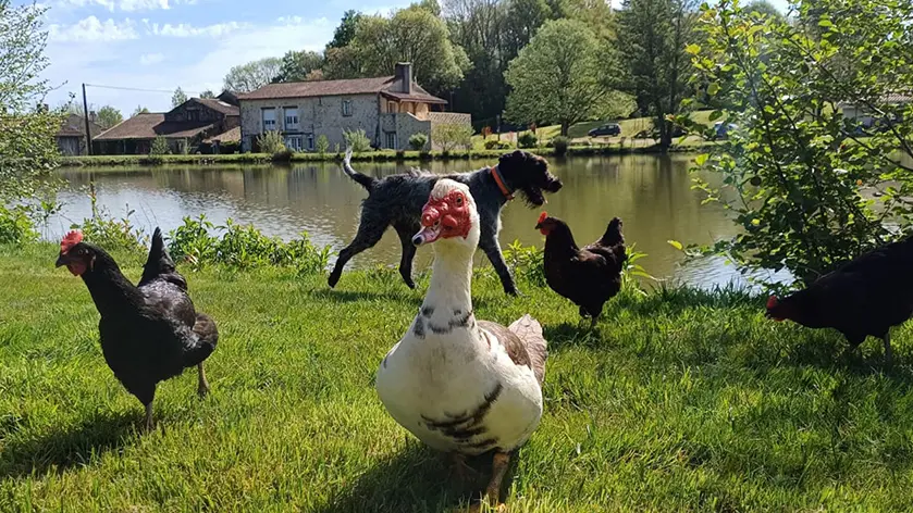 Les animaux du Domaine