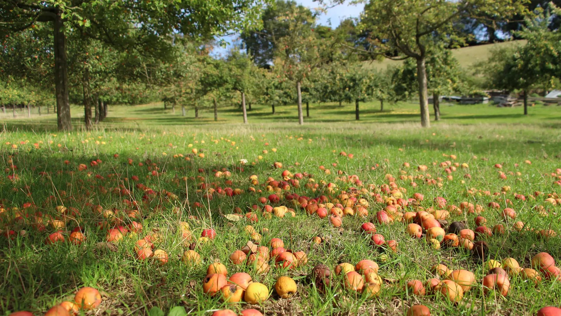 -Cidrerie-Distillerie-Pelletier-Sarthe-Pommes-Pommiers-Automne-2019--2-