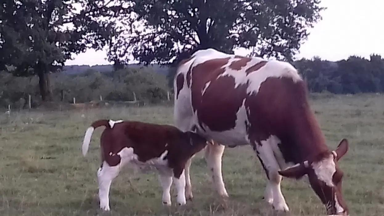 veau avec sa maman