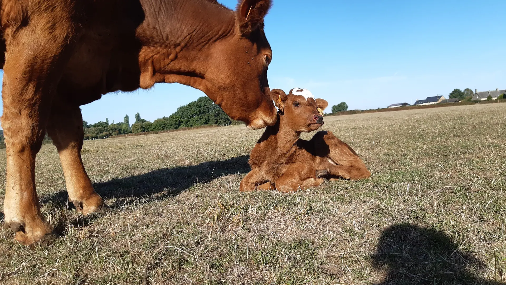 Gîte La Rousselière - Saint-Léonard-des-Bois - vache et veau de l'exploitation