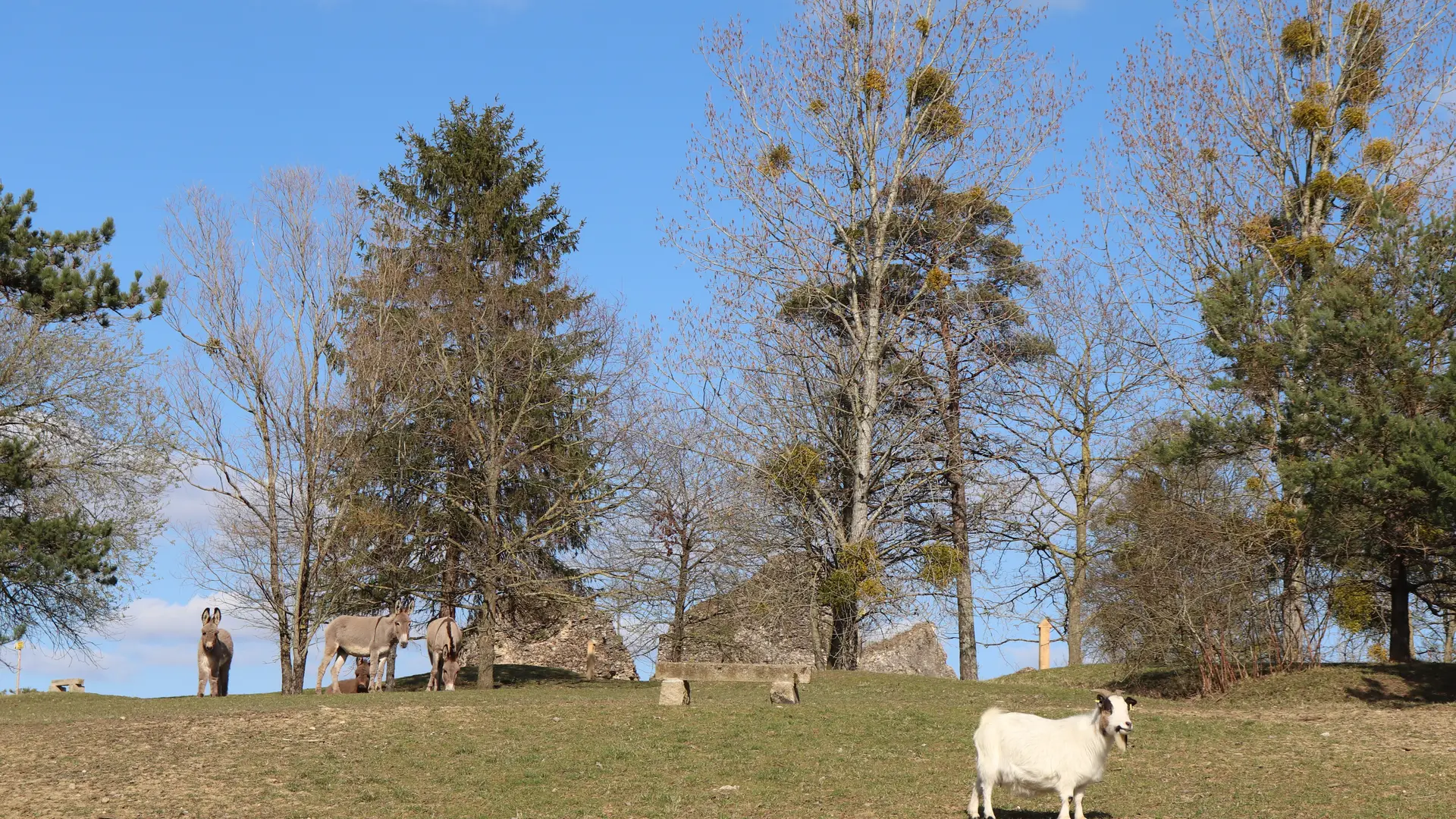 Animaux du parc animalier de Bourg-le-Roi