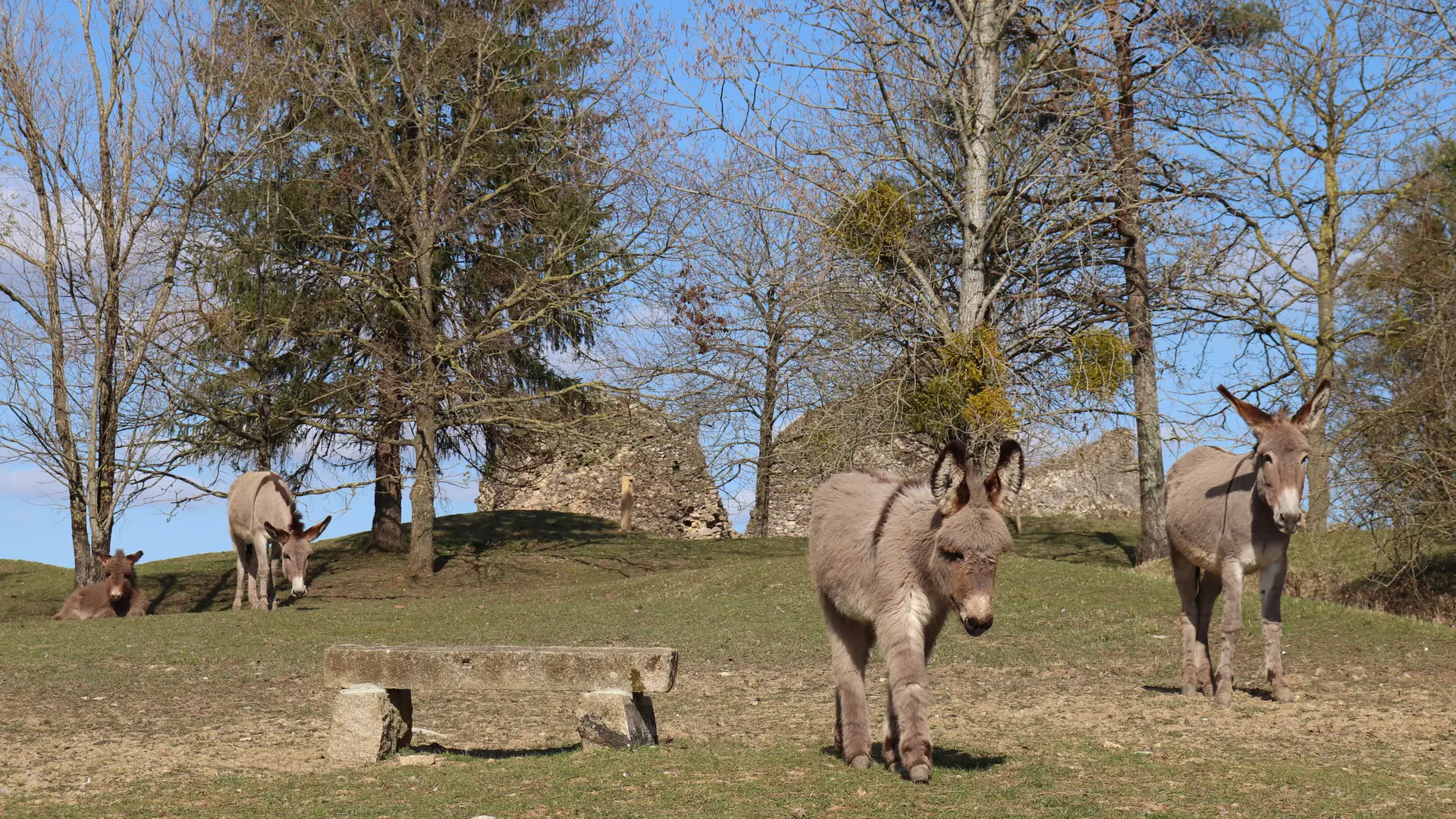 Ânes du parc animalier de Bourg-le-Roi