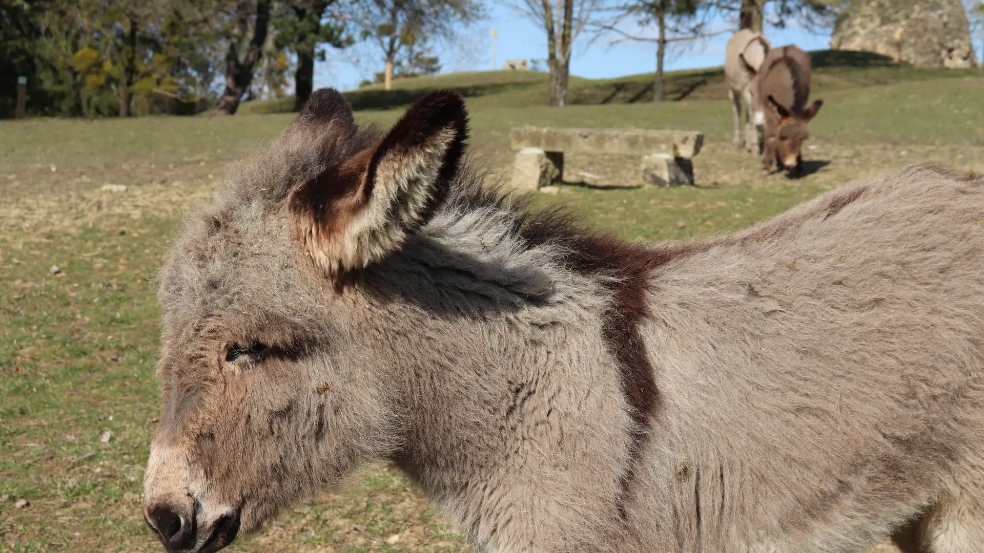 Ânon du parc animalier de Bourg-le-Roi