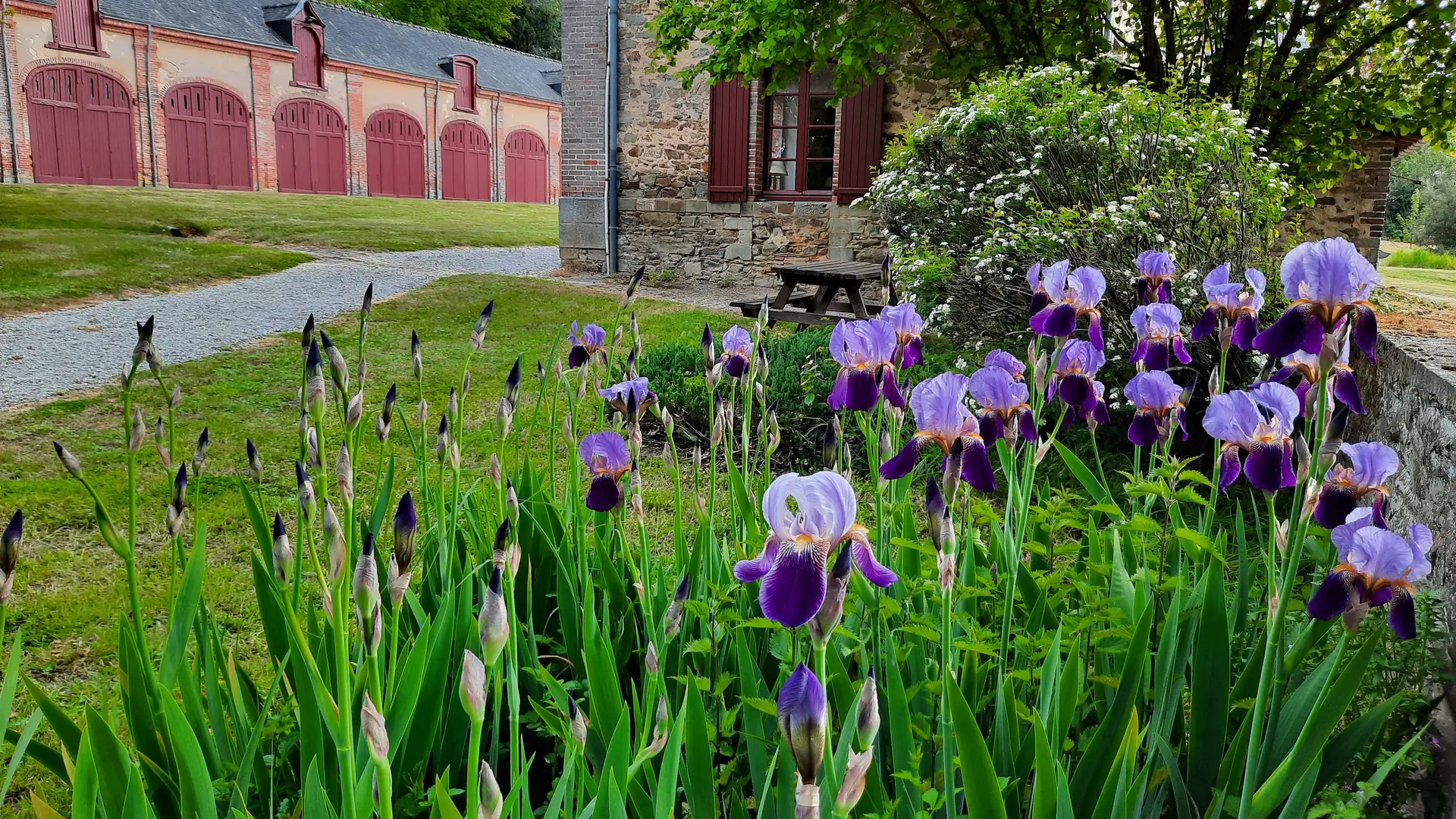 les iris de l'orangerie