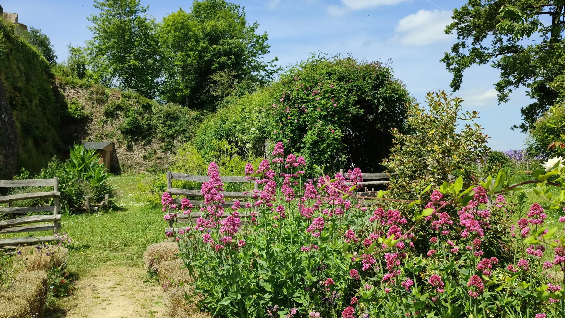 2022 - 2023 Fleurs à Sainte-Suzanne ©Office de tourisme de Sainte-Suzanne les Coëvrons (94)