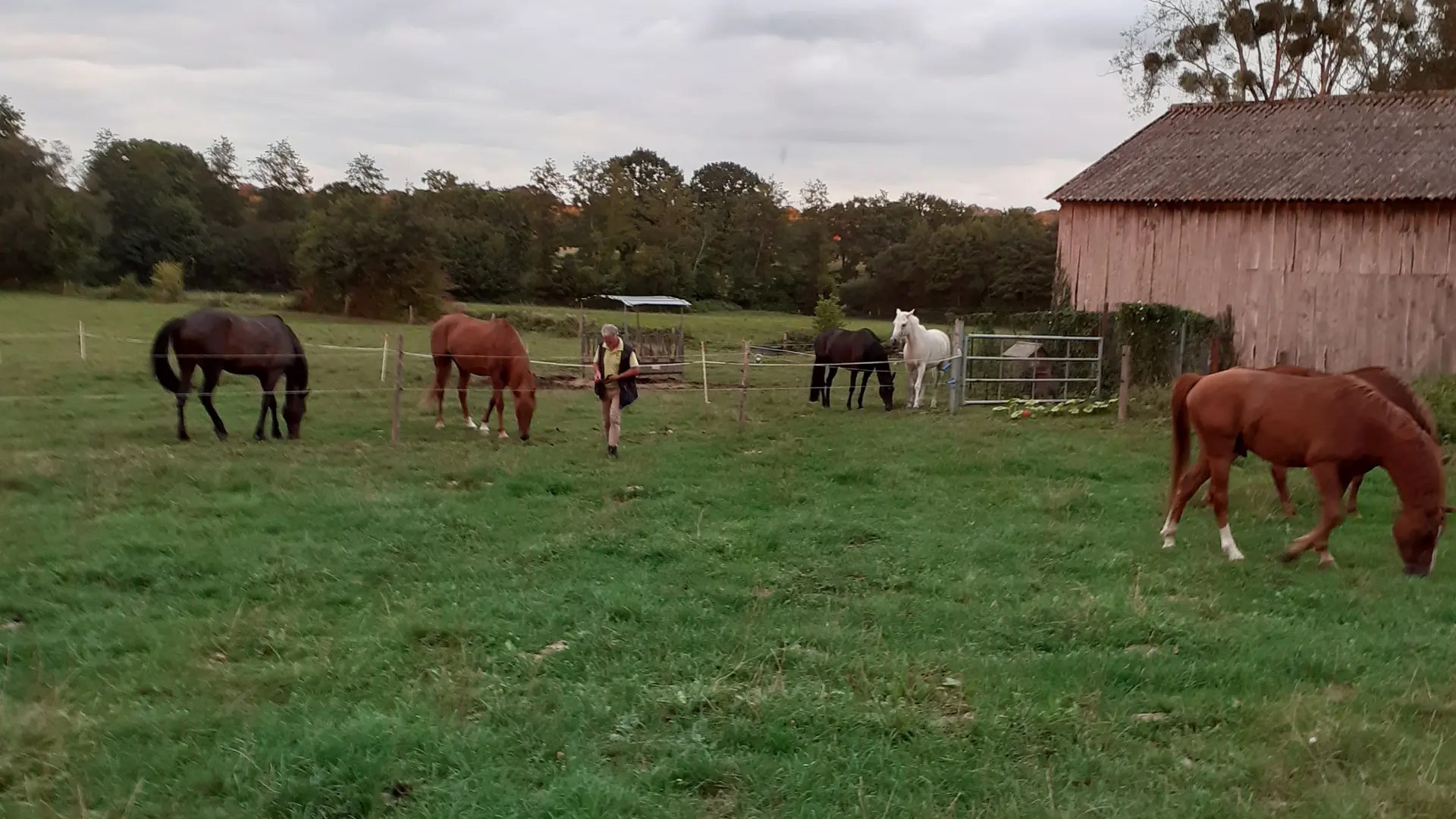 Accueil de chevaux