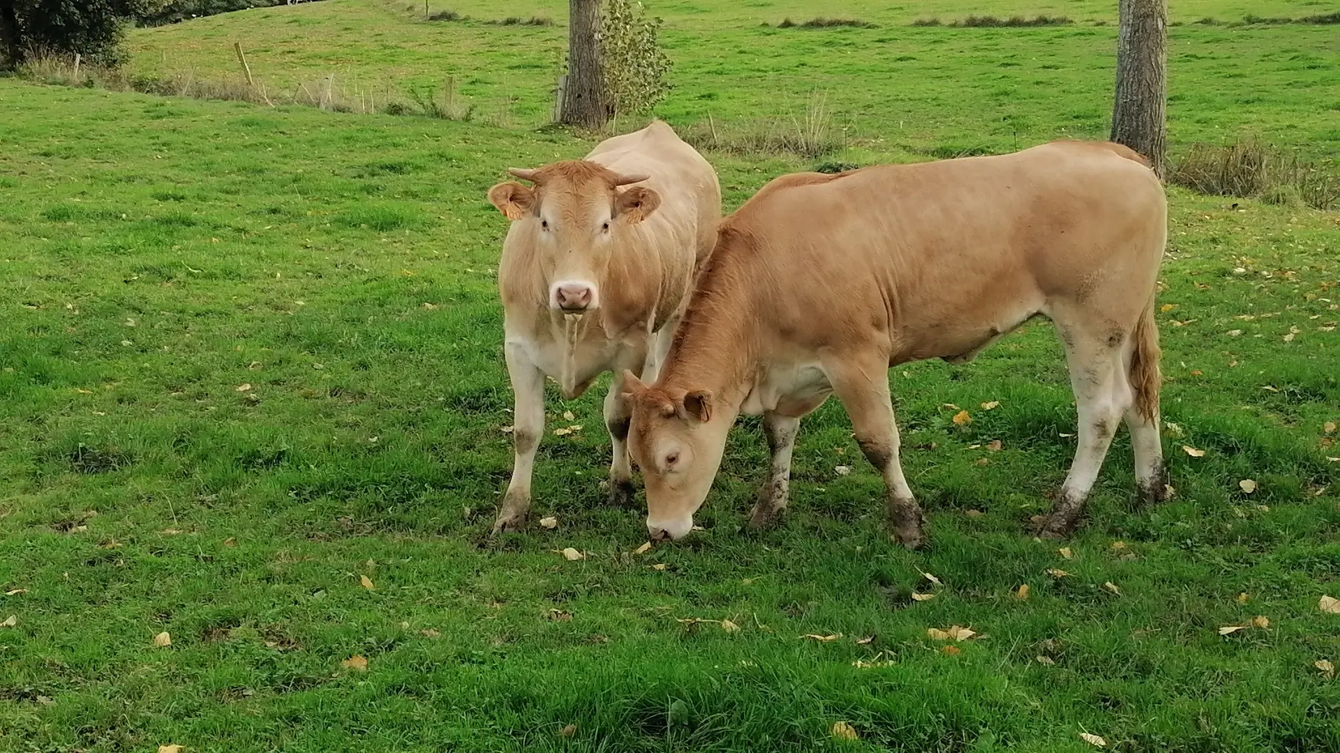 Animaux de la ferme