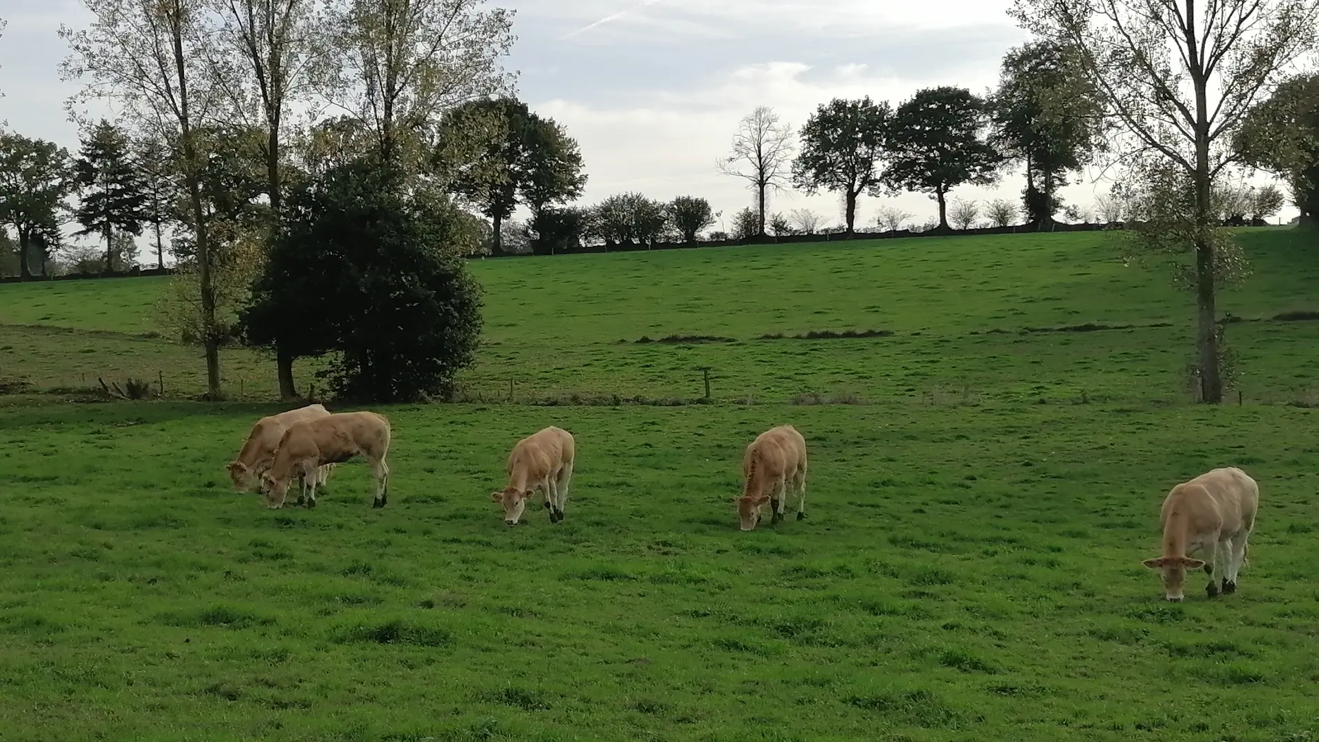 Animaux de la ferme