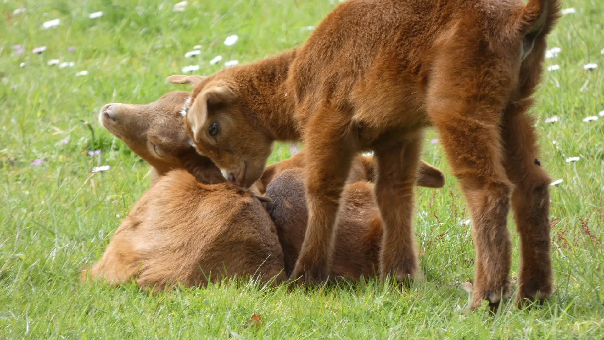 Parc animalier Saint-Léonard-des-Bois