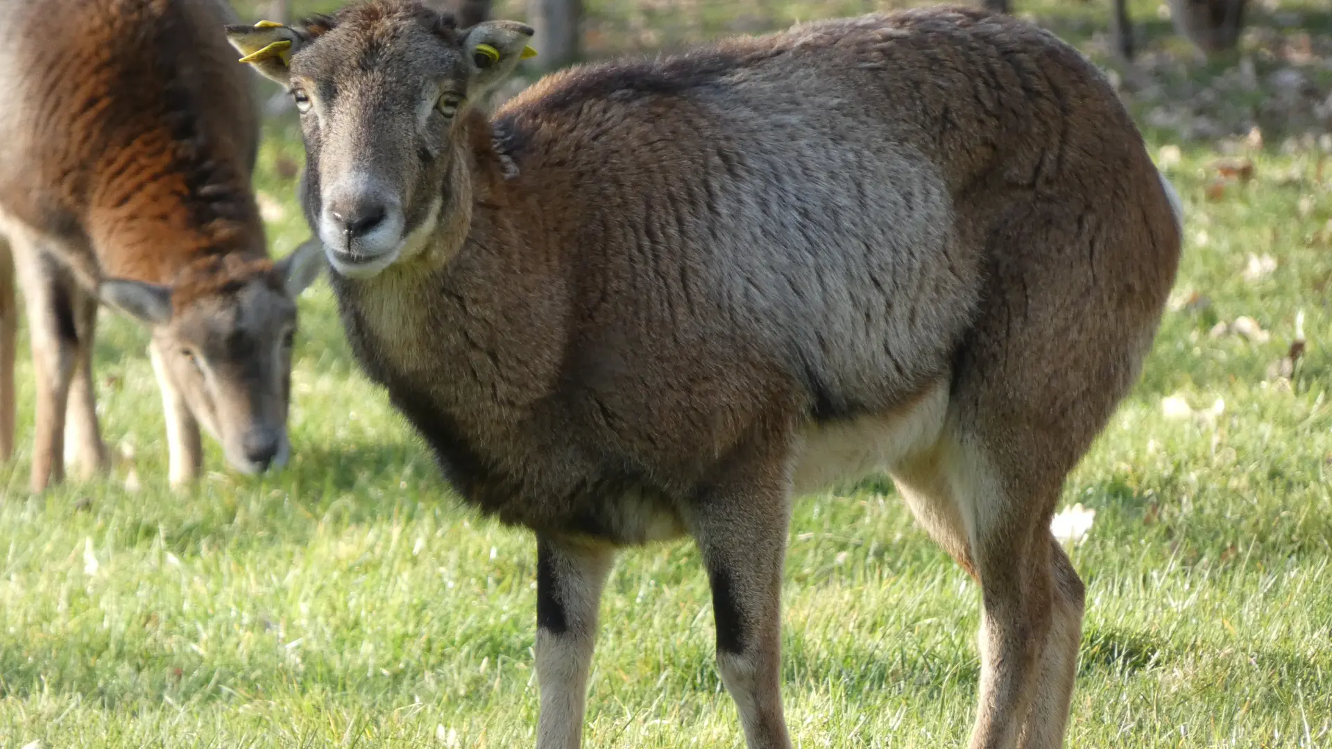 Parc animalier Saint-Léonard-des-Bois