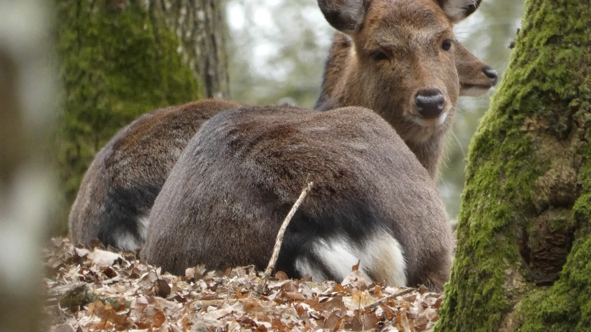 Parc animalier Saint-Léonard-des-Bois