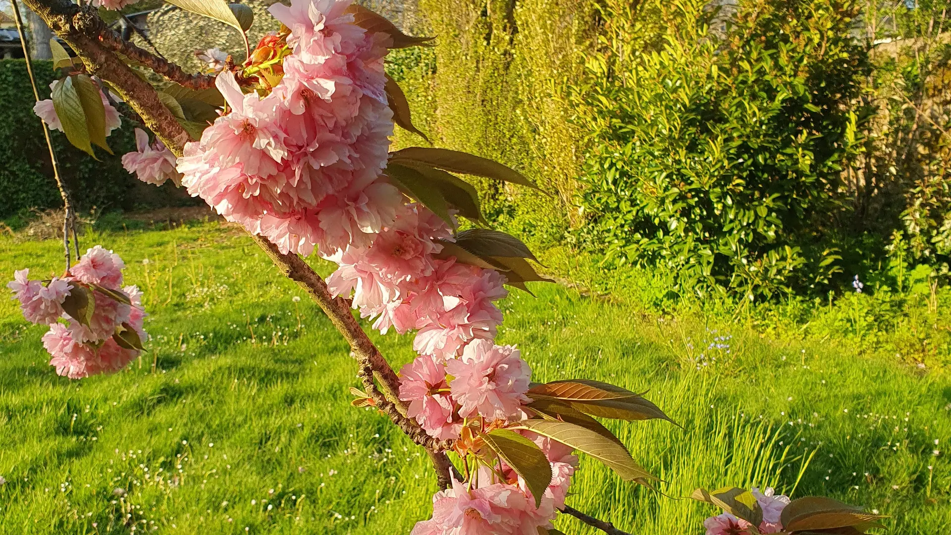 Merisier fleuri en avril