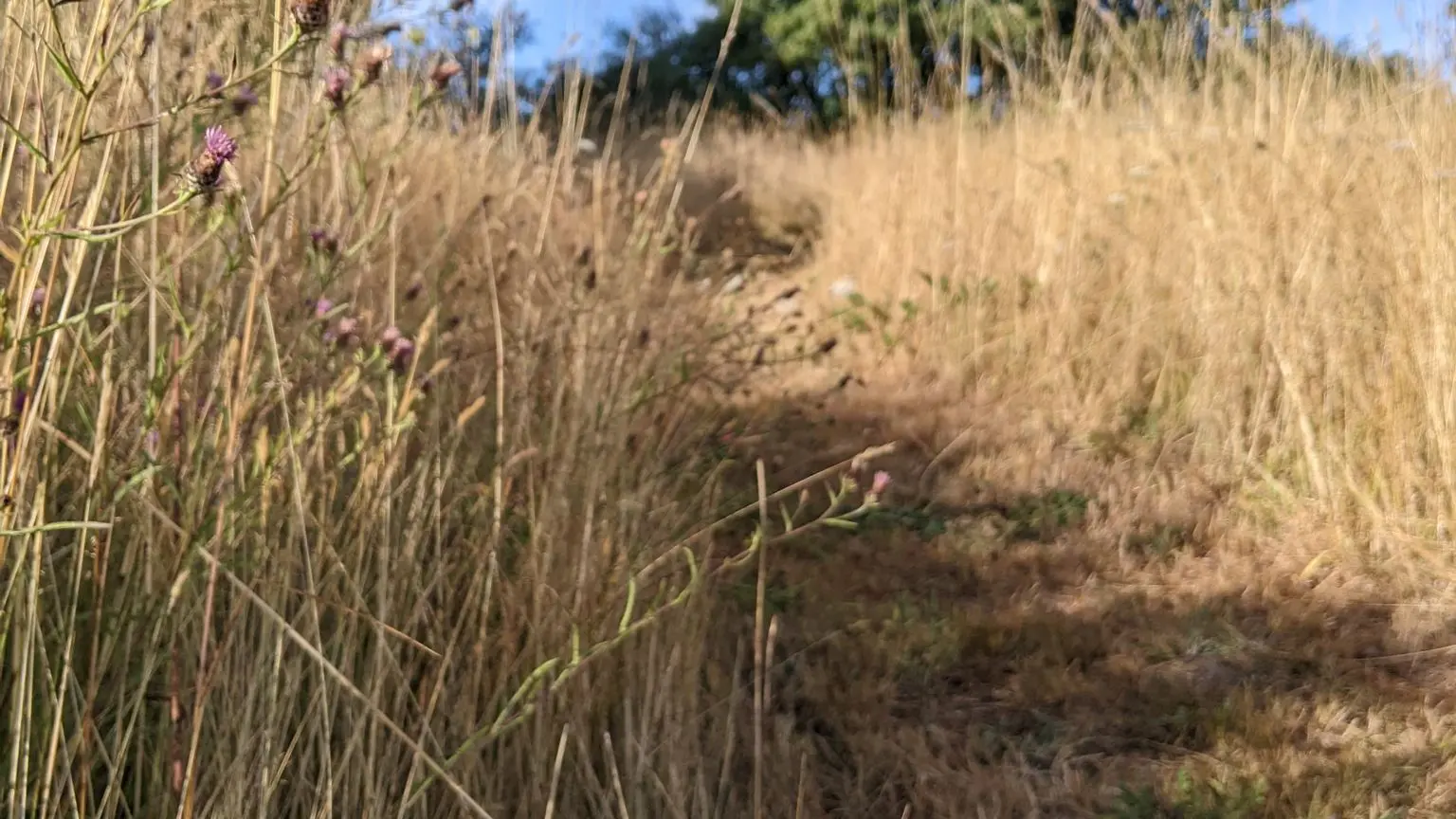 emplacements entre les herbes sauvages