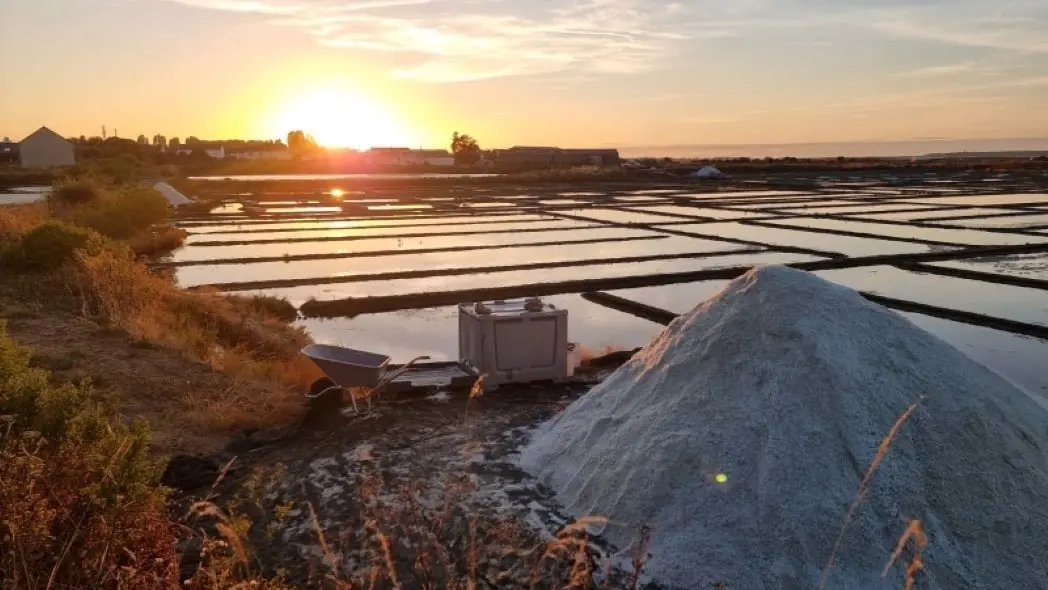 447058 - Coucher de soleil sur les marais salands