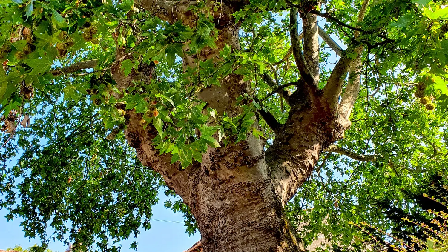 Arbre de la liberté