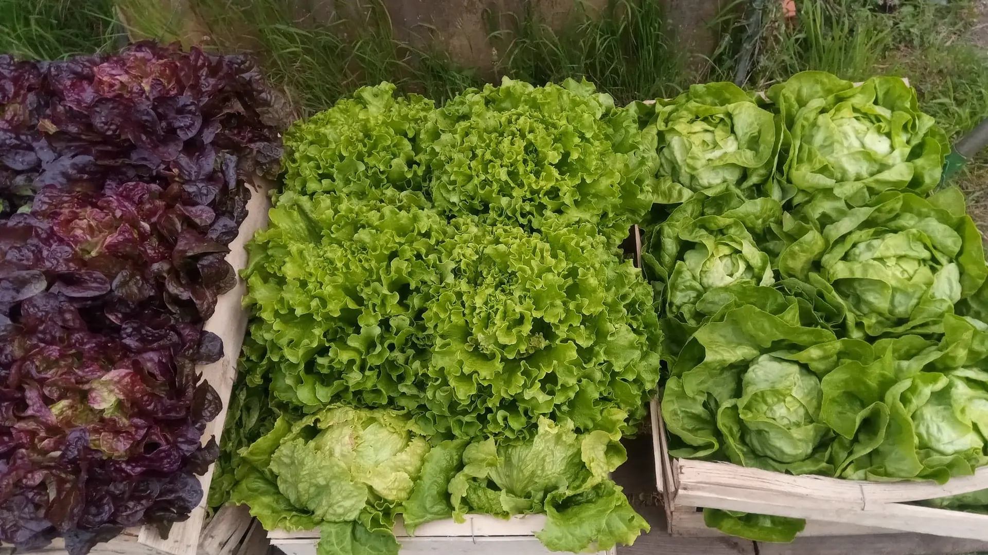 Guiard - légumes Ambrières les vallées 53 Mayenne 4