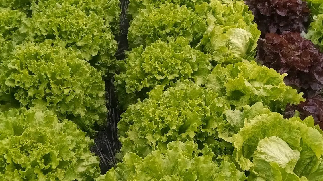 Guiard - légumes Ambrières les vallées 53 Mayenne 6