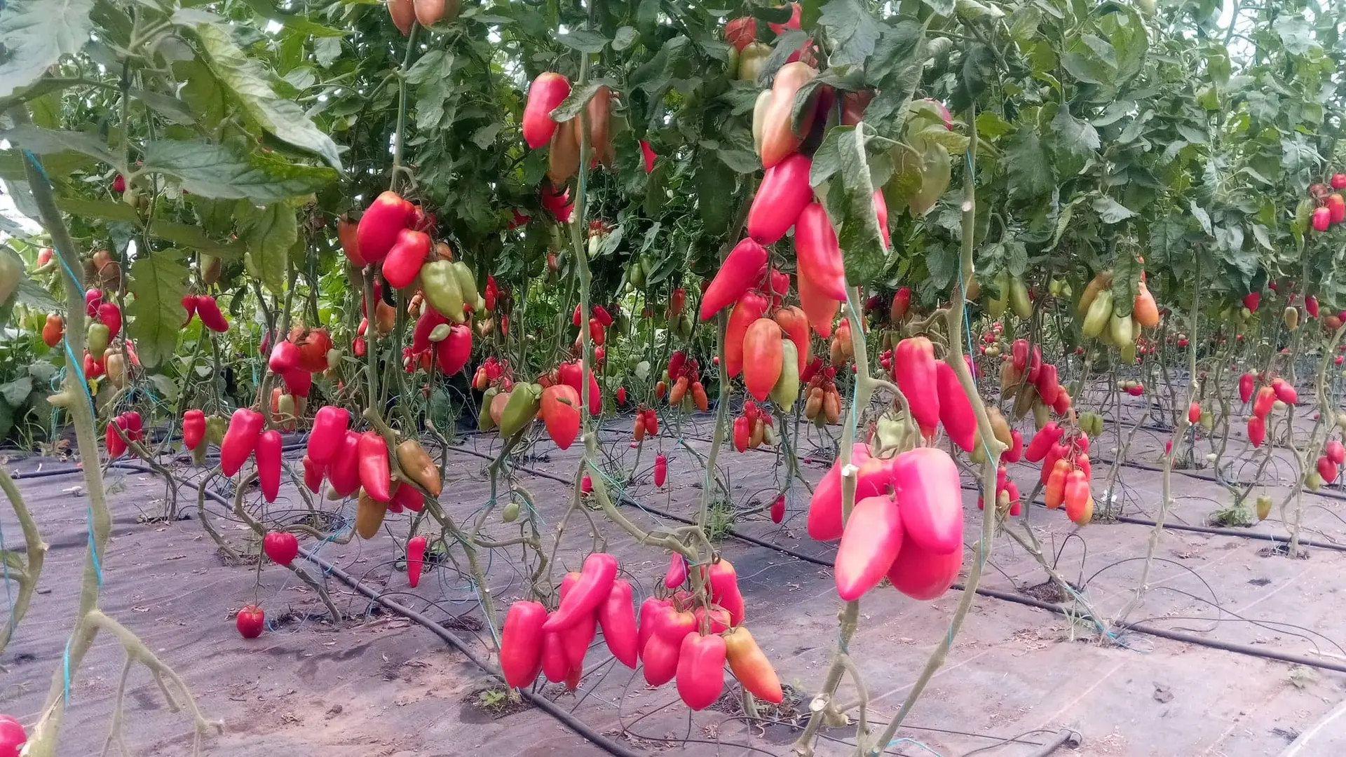 Guiard - légumes Ambrières les vallées 53 Mayenne 10