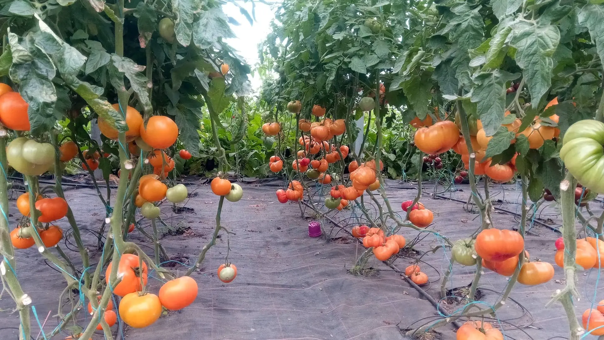 Guiard - légumes Ambrières les vallées 53 Mayenne 9