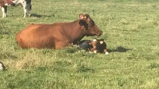 veau avec sa maman