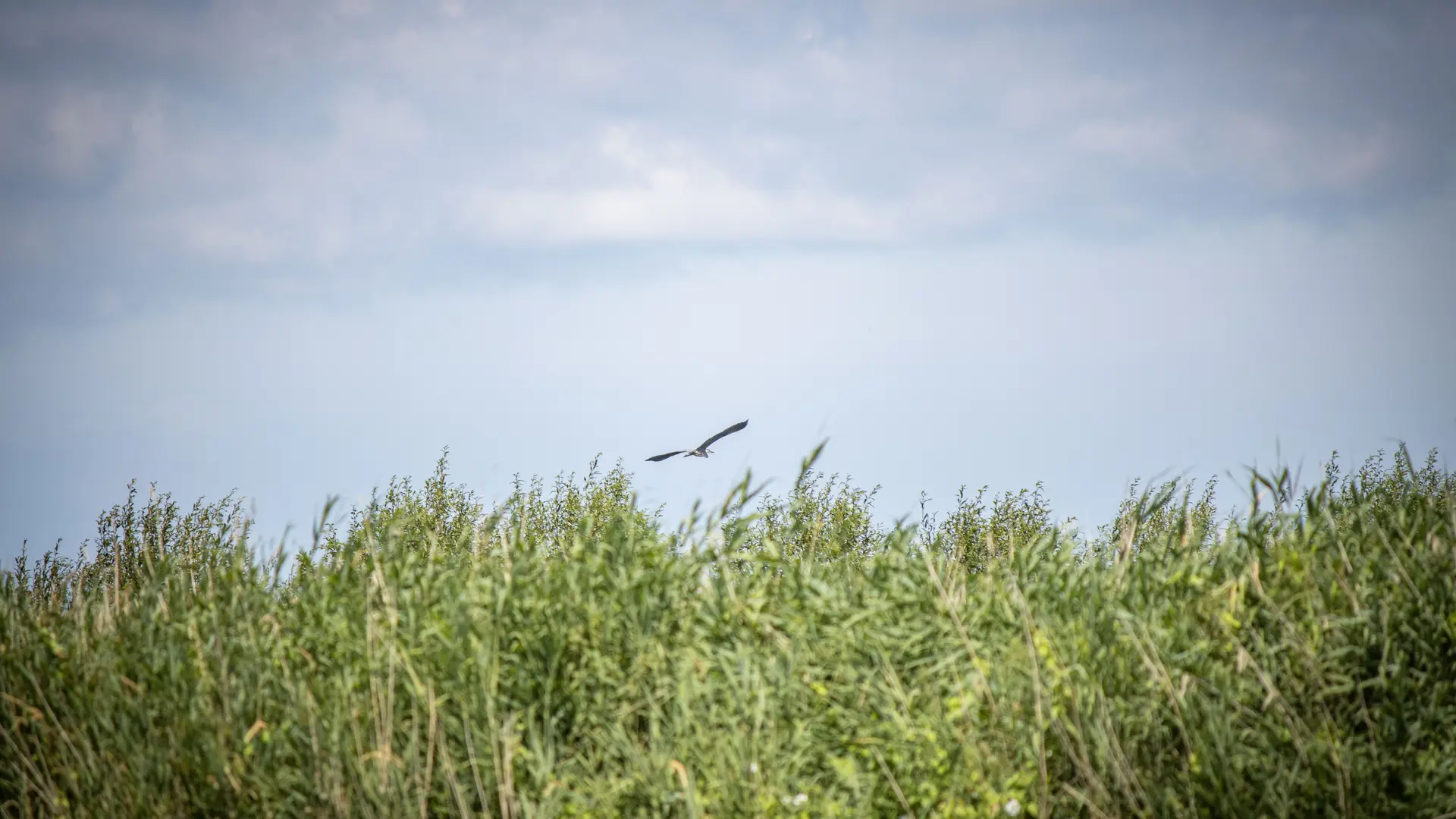 Oiseaux à découvrir dans la réserve ornithologique de Brière