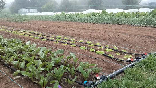 les jardins d'Amérian : vue des jardins