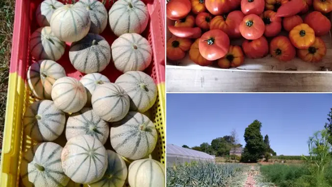 Récoltes melons, tomates et échalotes