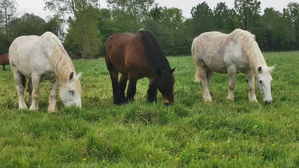 Chevaux