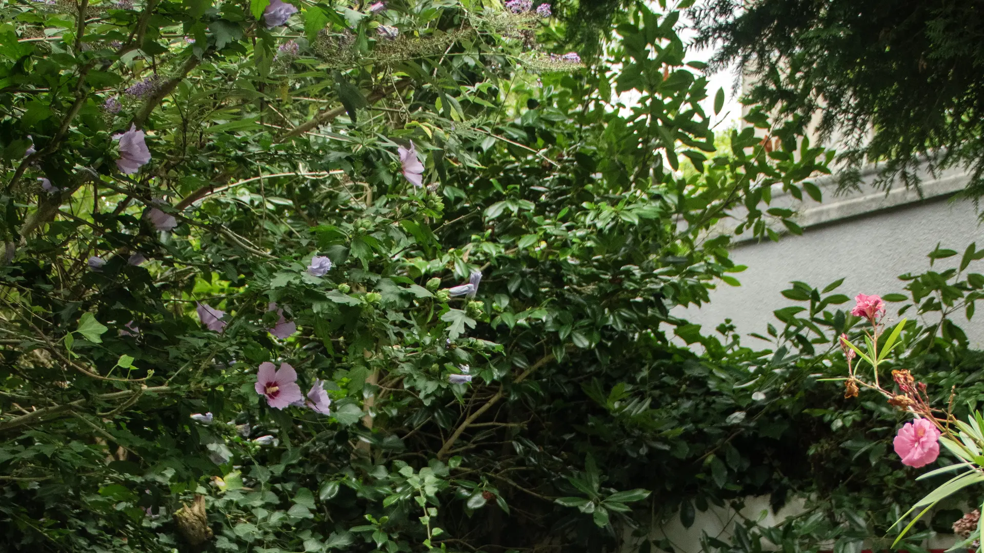 Jardin