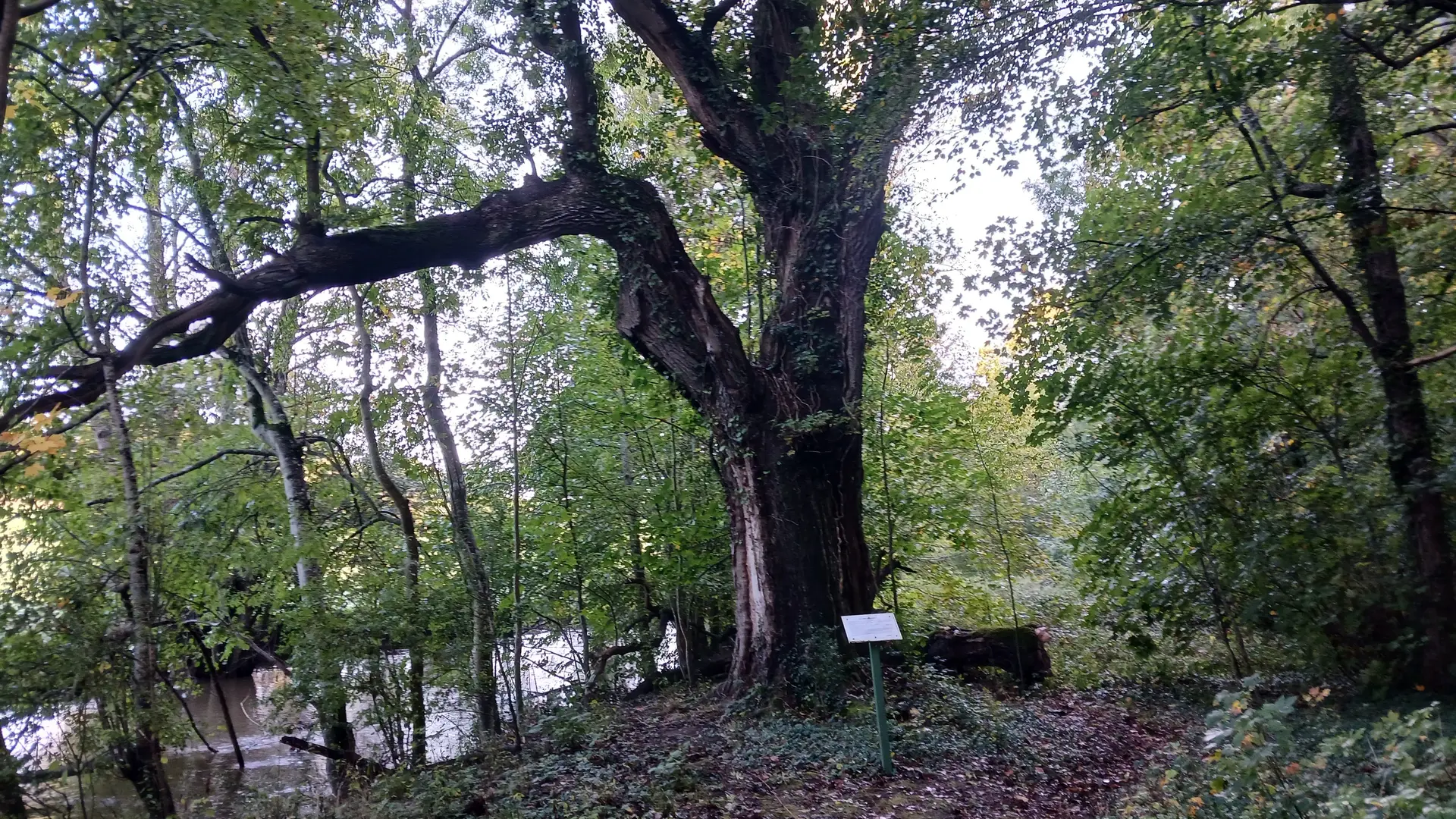 Chêne Constantien - Parc Beauregard