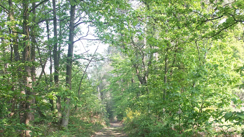 Circuit-La-Futaie-automne-3