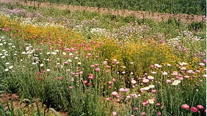 Les champs pour la culture des fleurs