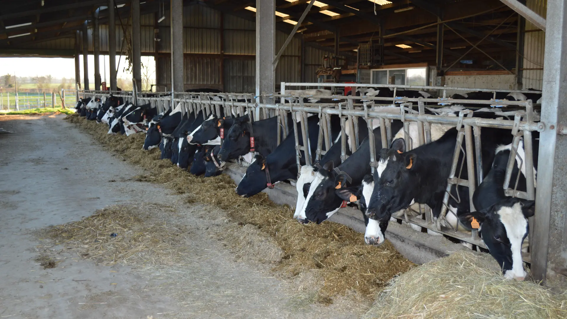 Ferme Lait'loges vaches