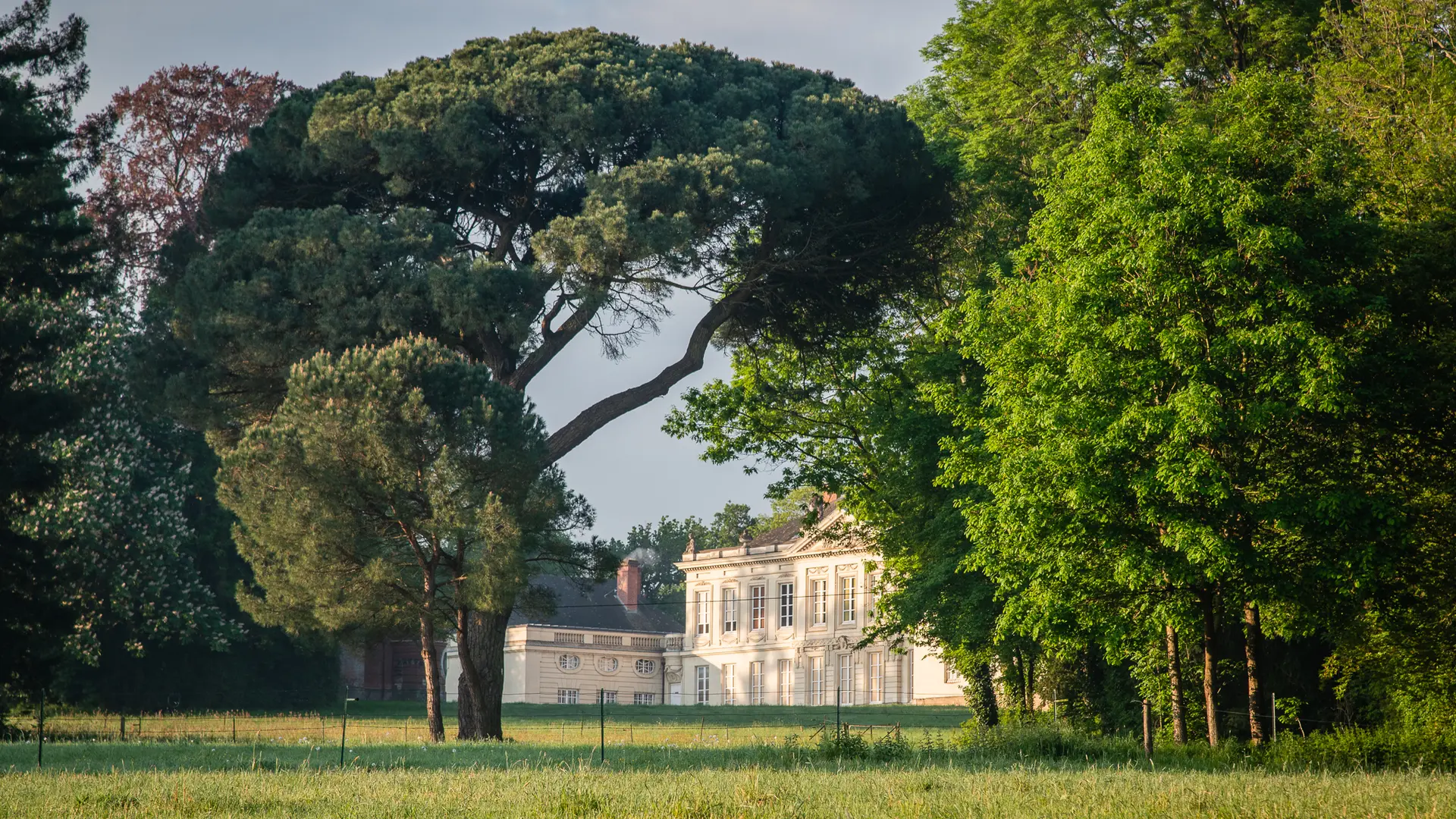 château et pin parasol