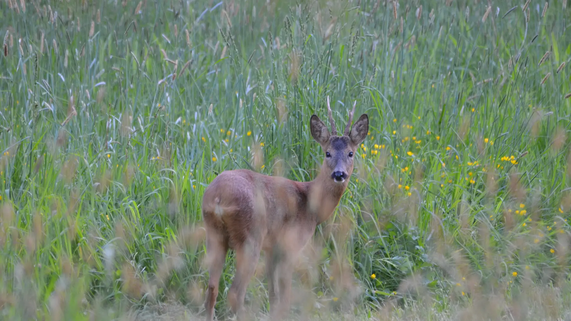 La Grande Savane - Saint-Paul-le-Gaultier - faune et flore